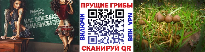 Галлюциногенные грибы мицелий  блэк спрут рабочий сайт  Евпатория 